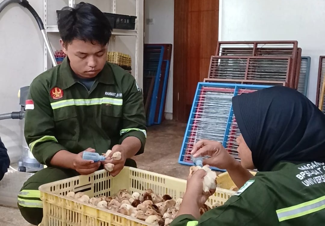 Gambar program Magang Berdampak